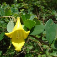 Gmelina asiatica L.